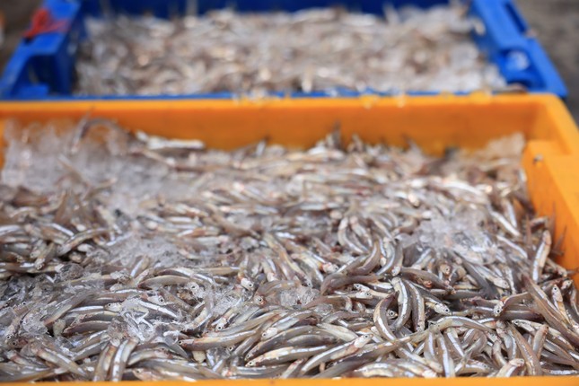  Choáng ngợp trong lần đầu khám phá nhà thùng nước mắm 'khủng' ảnh 5